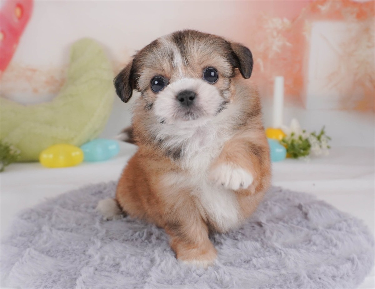 チーズー | 女の子 | レッド＆ホワイト | 2026年2月18日（ID:dog-30003057）