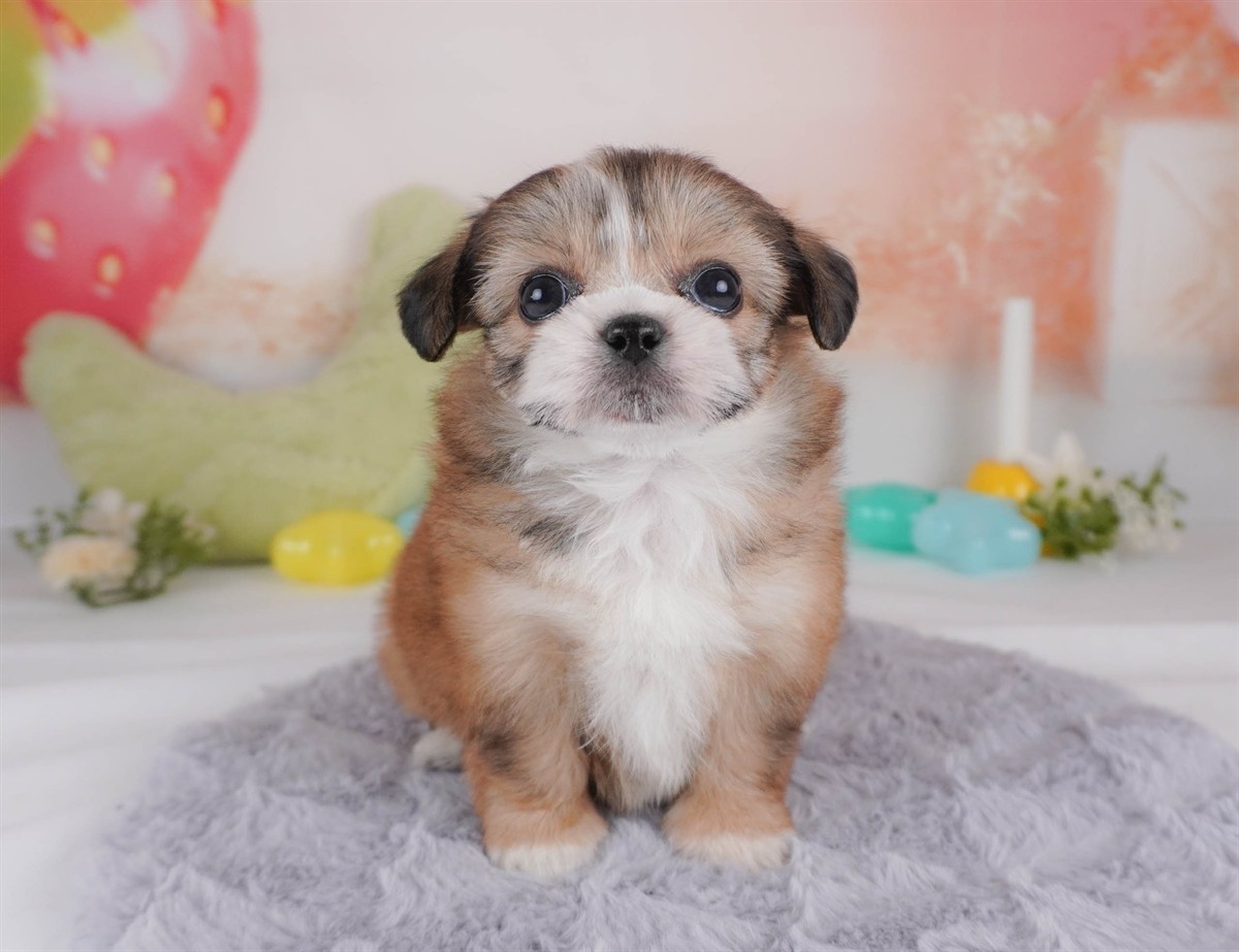 チーズー | 女の子 | レッド＆ホワイト | 2026年2月18日（ID:dog-30003057）