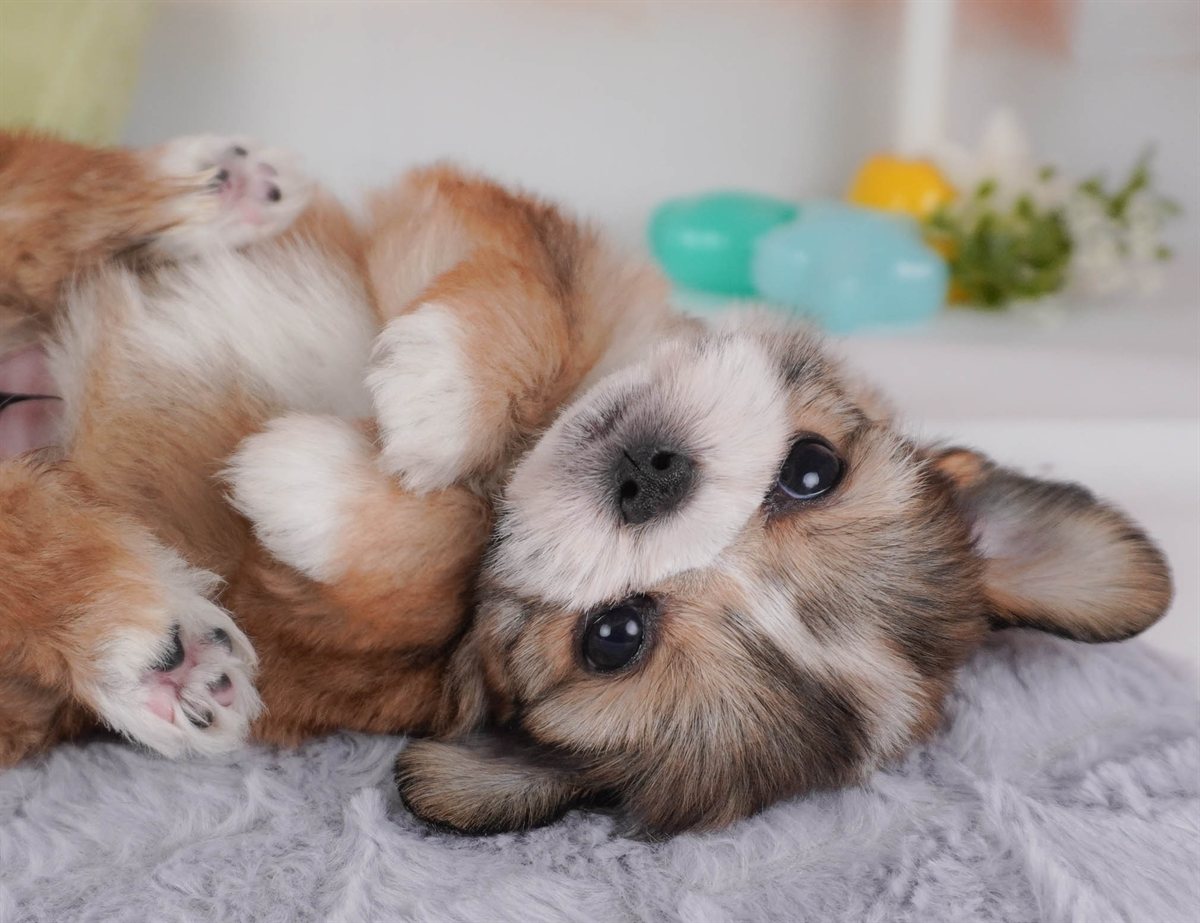 チーズー | 女の子 | レッド＆ホワイト | 2026年2月18日（ID:dog-30003057）