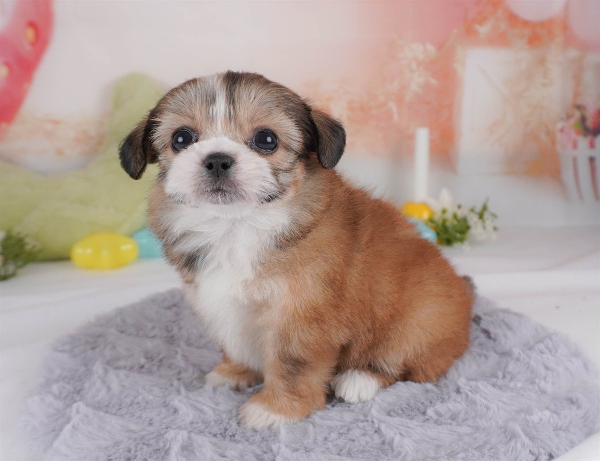 チーズー | 女の子 | レッド＆ホワイト | 2026年2月18日（ID:dog-30003057）