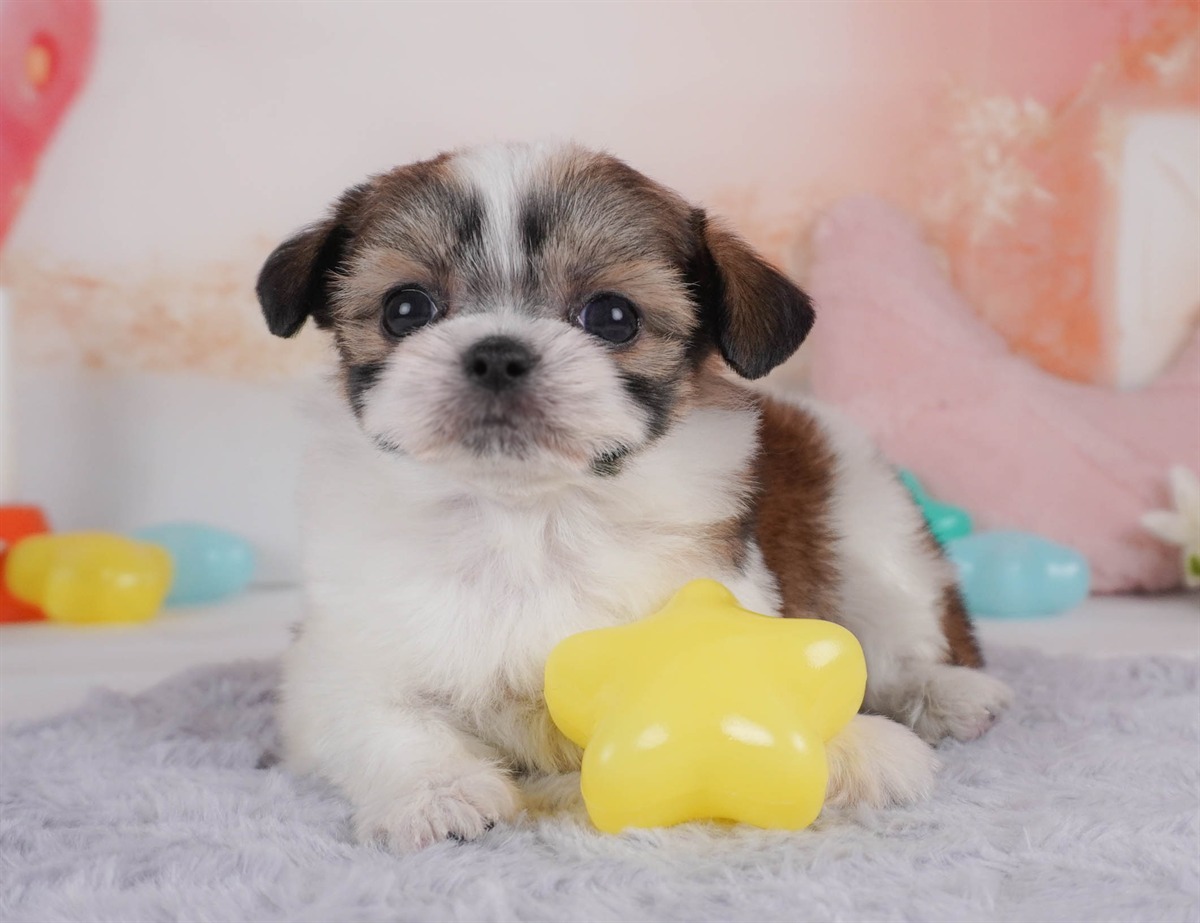 チーズー | 男の子 | レッド＆ホワイト | 2026年2月18日（ID:dog-30003058）