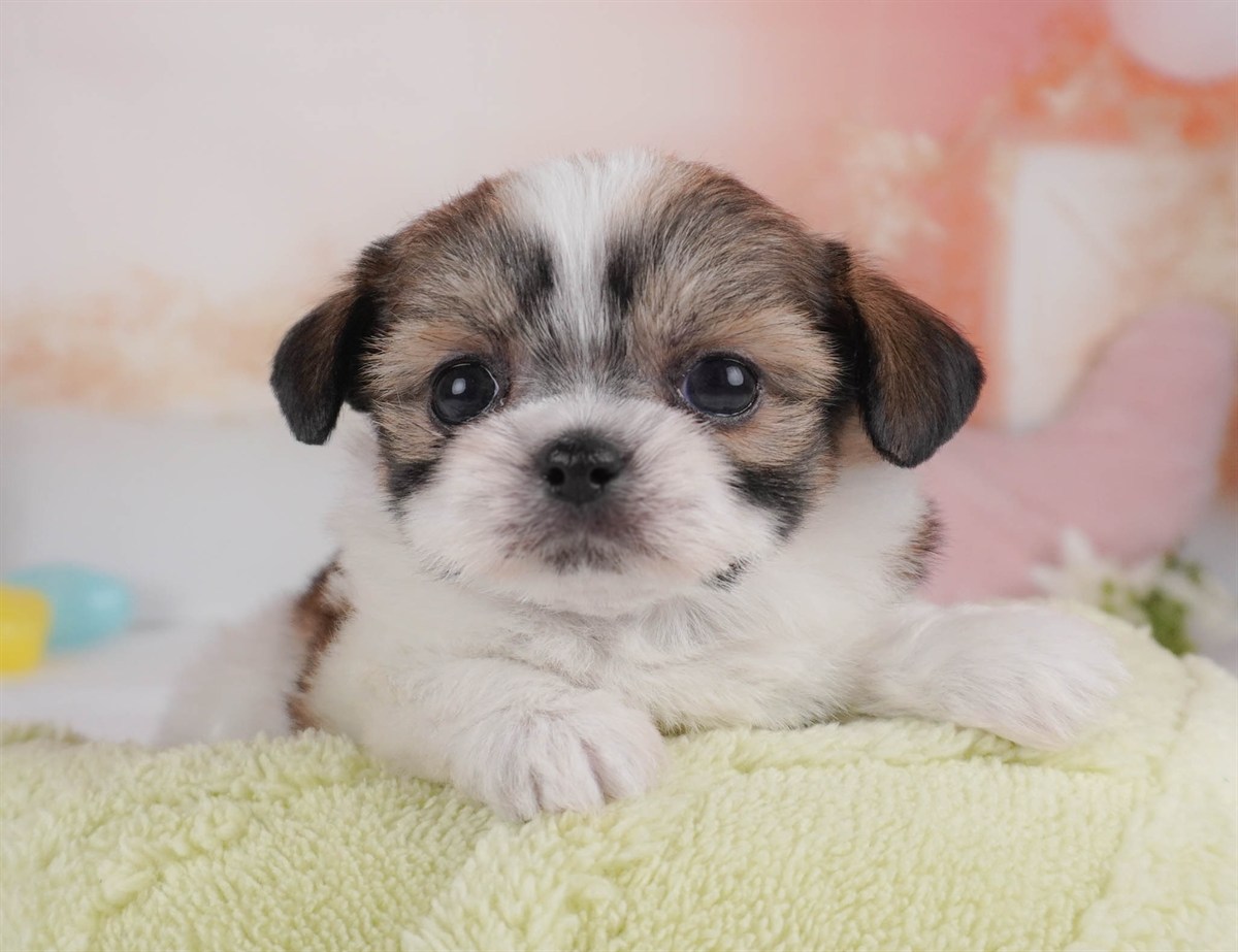 チーズー | 男の子 | レッド＆ホワイト | 2026年2月18日（ID:dog-30003058）