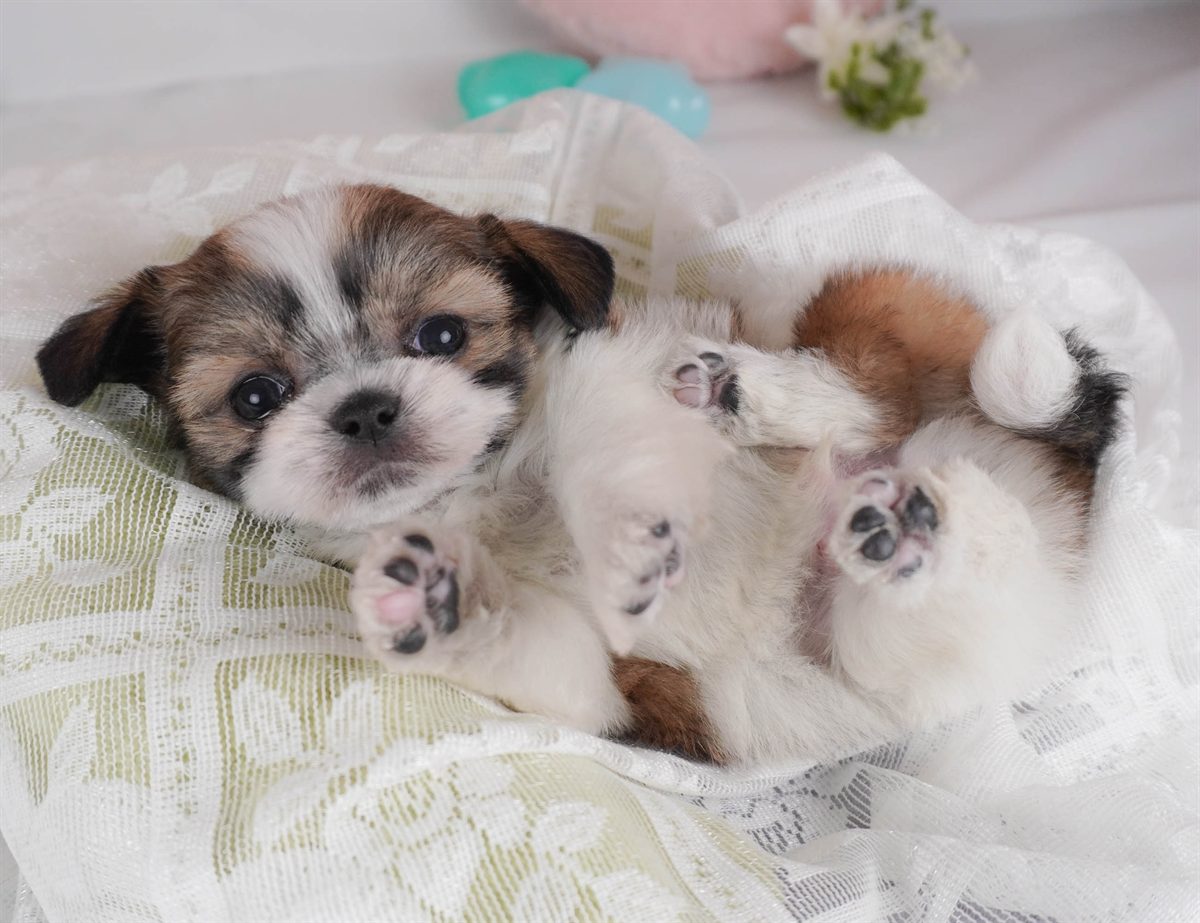 チーズー | 男の子 | レッド＆ホワイト | 2026年2月18日（ID:dog-30003058）