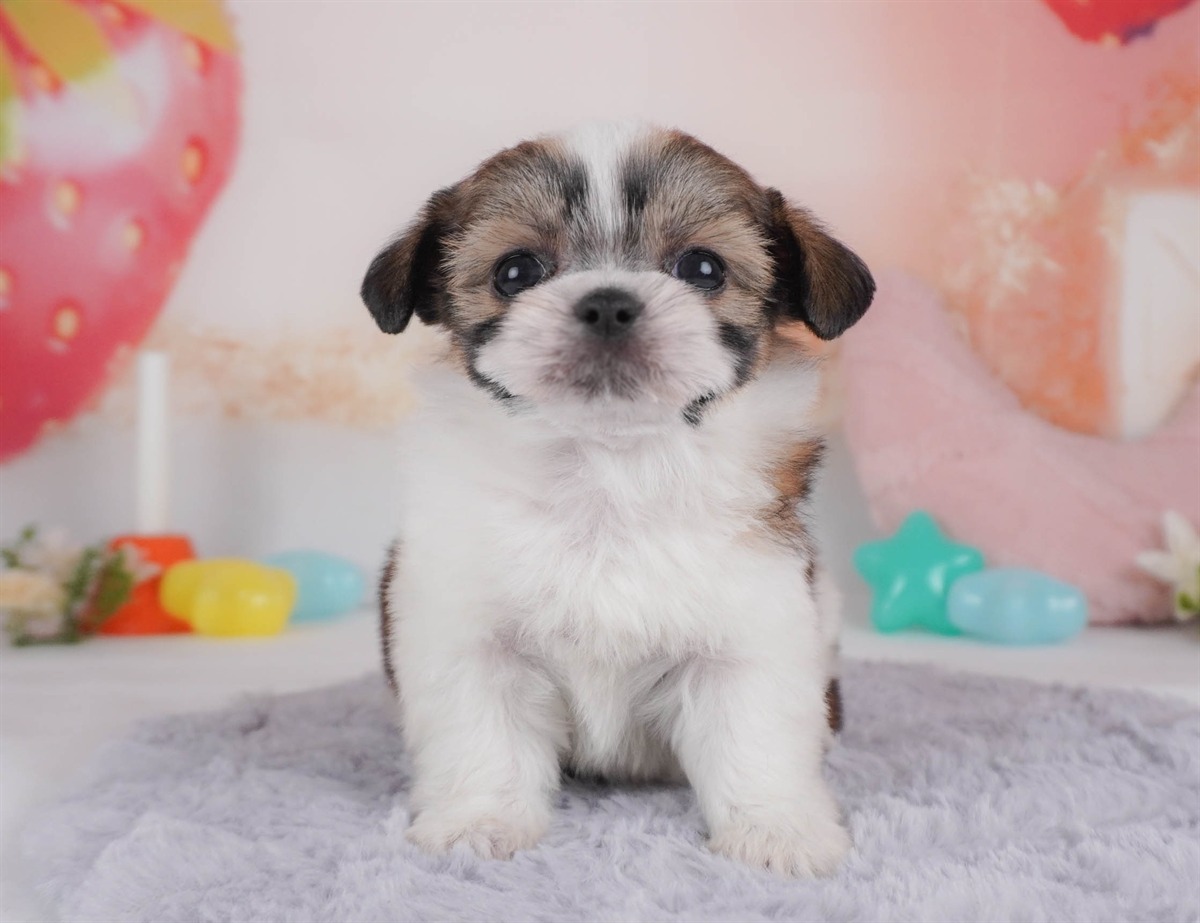 チーズー | 男の子 | レッド＆ホワイト | 2026年2月18日（ID:dog-30003058）