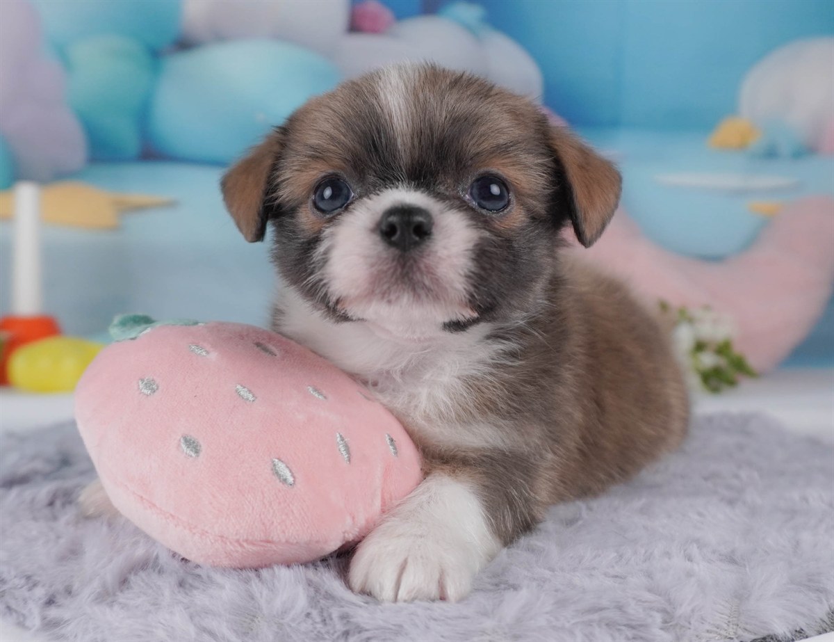 チーズー | 男の子 | ブルーフォーン＆ホワイト | 2026年2月18日（ID:dog-30003059）