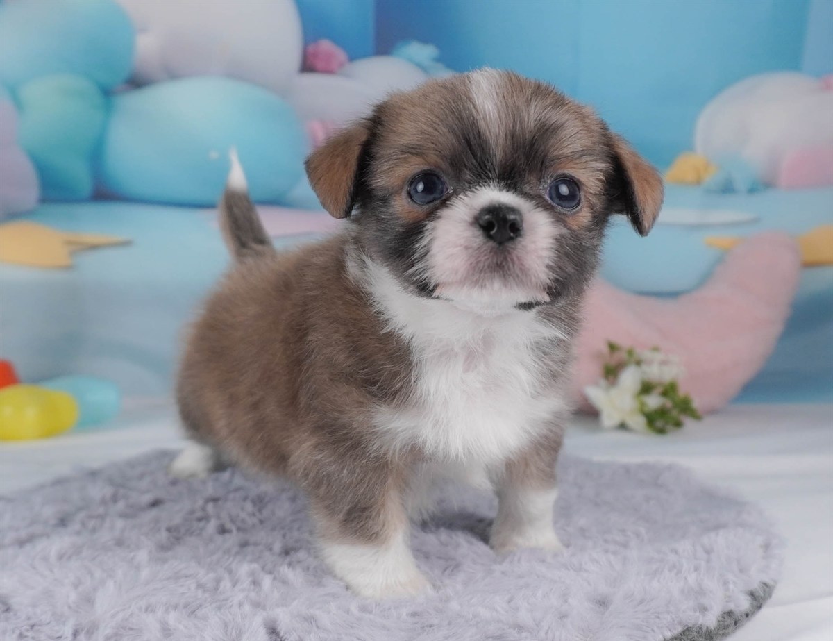 チーズー | 男の子 | ブルーフォーン＆ホワイト | 2026年2月18日（ID:dog-30003059）