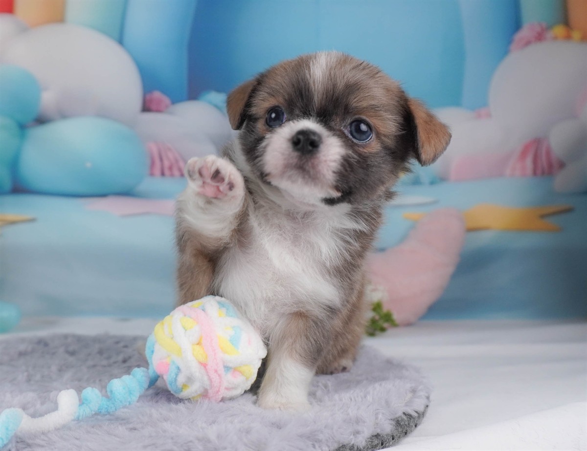 チーズー | 男の子 | ブルーフォーン＆ホワイト | 2026年2月18日（ID:dog-30003059）