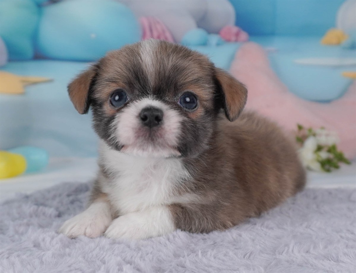 チーズー | 男の子 | ブルーフォーン＆ホワイト | 2026年2月18日（ID:dog-30003059）