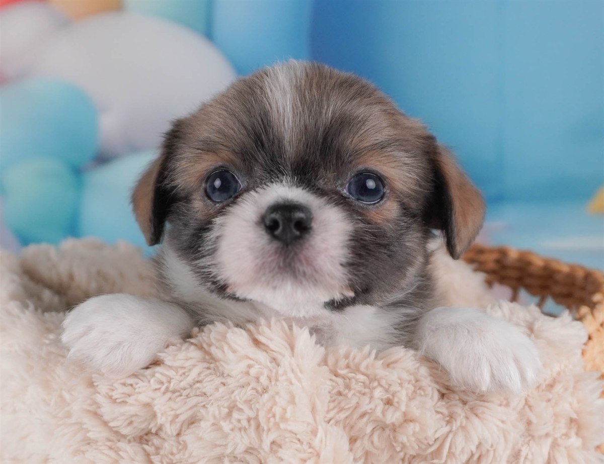 チーズー | 男の子 | ブルーフォーン＆ホワイト | 2026年2月18日（ID:dog-30003059）