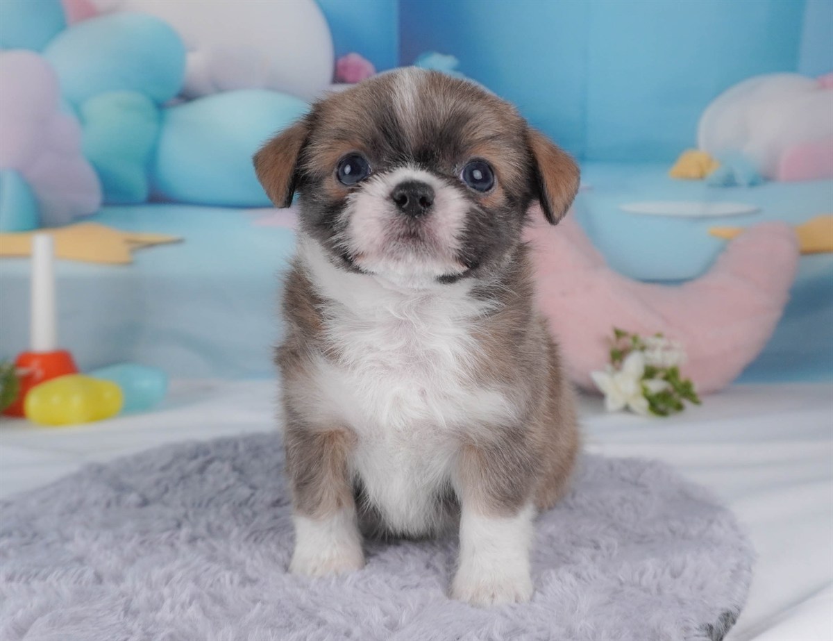 チーズー | 男の子 | ブルーフォーン＆ホワイト | 2026年2月18日（ID:dog-30003059）