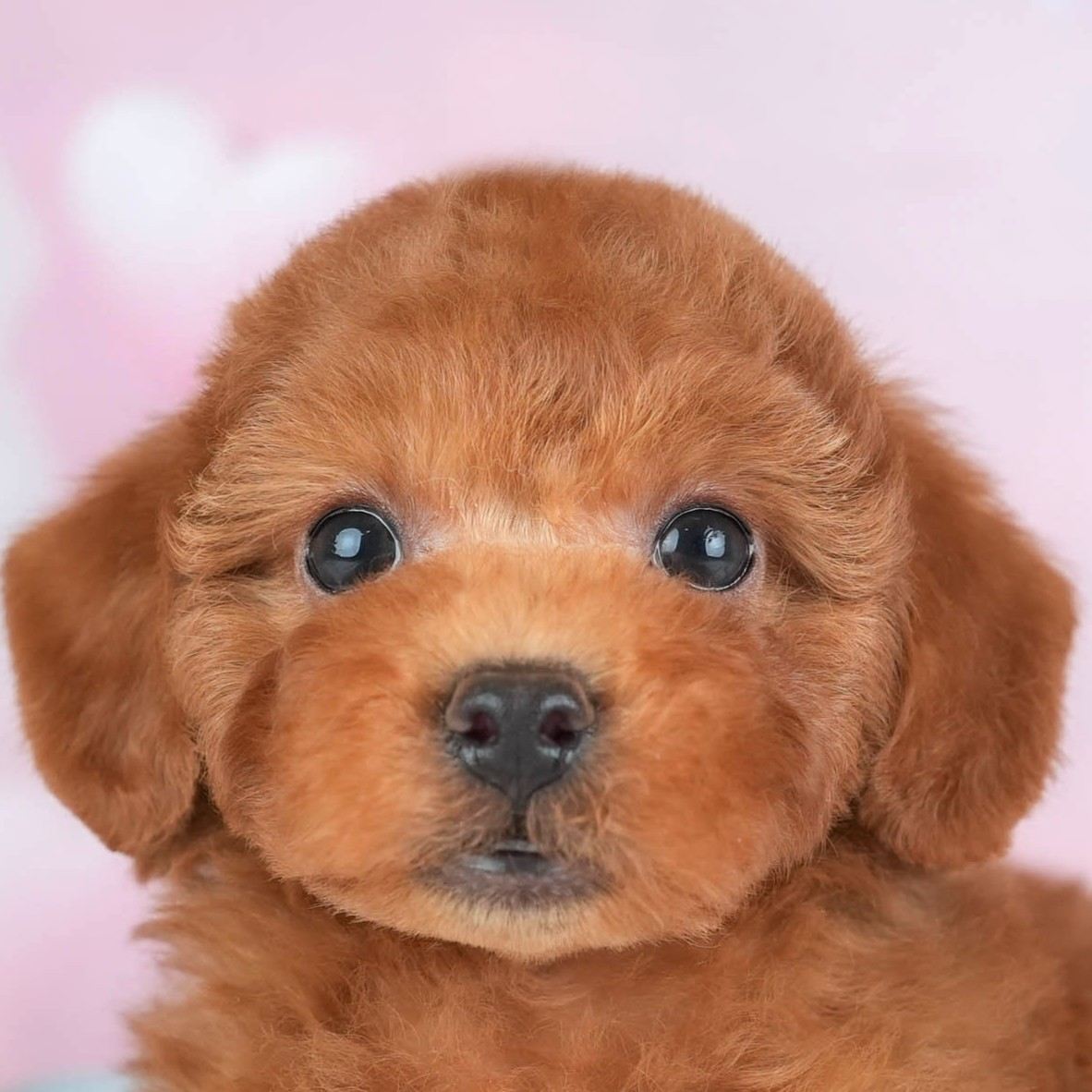 トイ・プードル | 男の子 | レッド | 2026年2月19日（ID:dog-30003069）