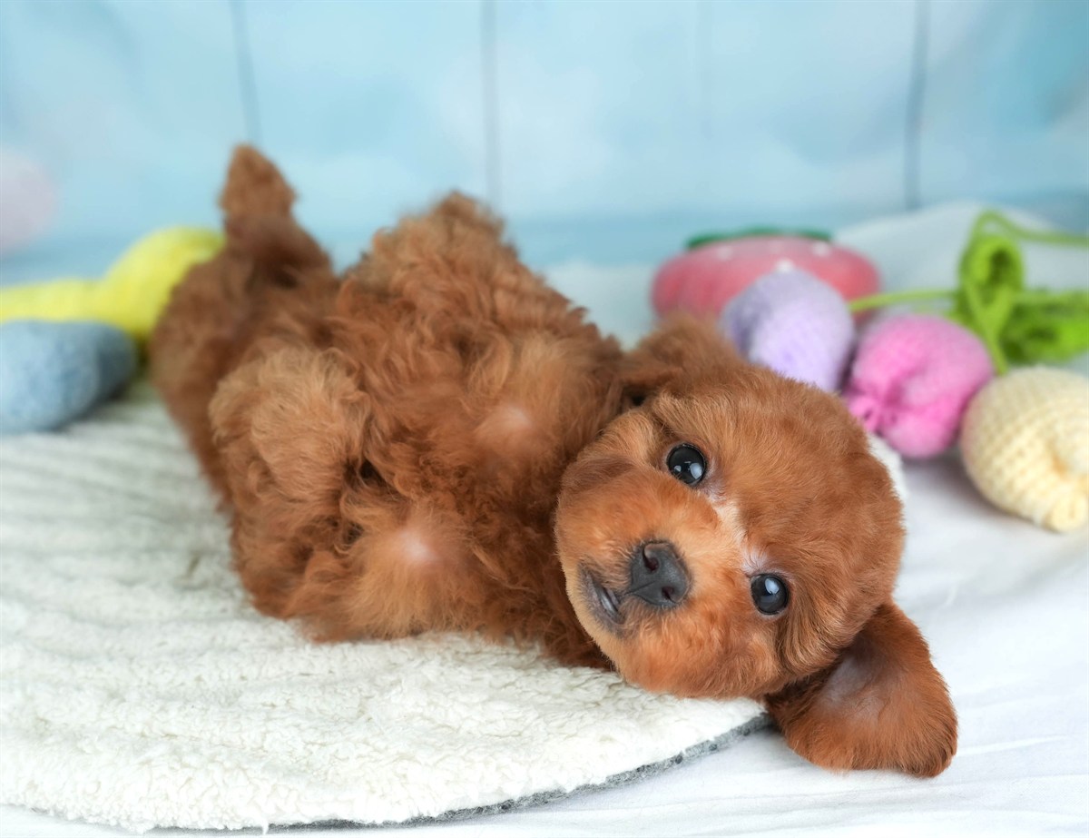 トイ・プードル | 男の子 | レッド | 2026年2月19日（ID:dog-30003069）