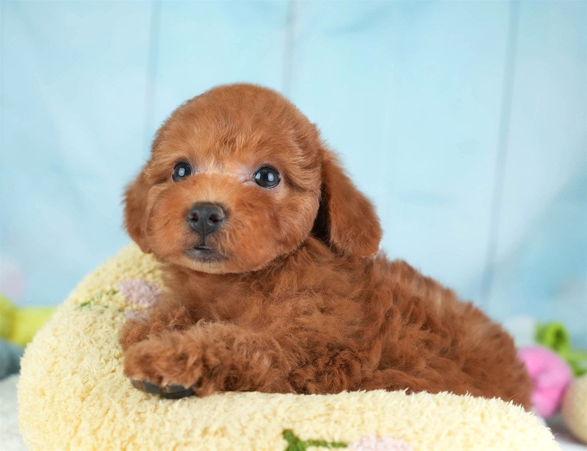 トイ・プードル | 男の子 | レッド | 2026年2月19日（ID:dog-30003069）