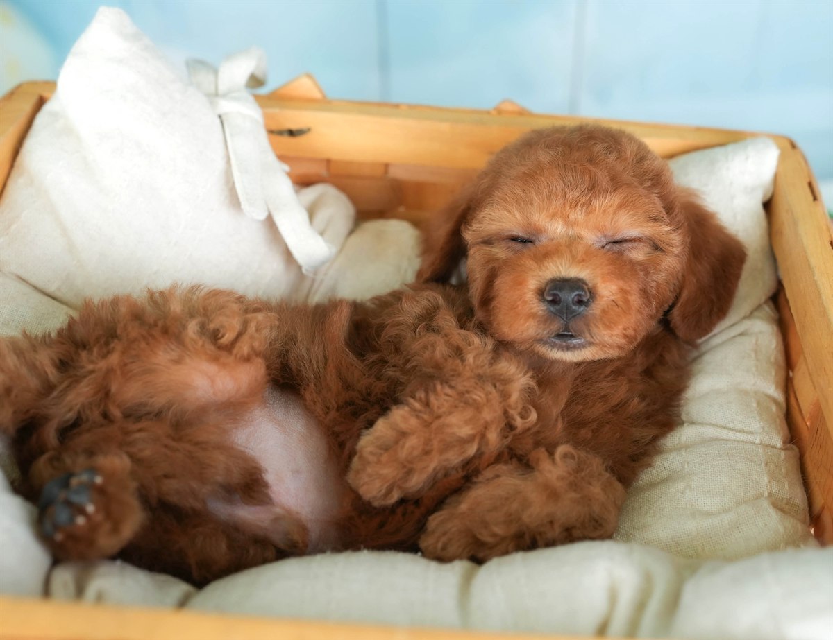 トイ・プードル | 男の子 | レッド | 2026年2月19日（ID:dog-30003069）