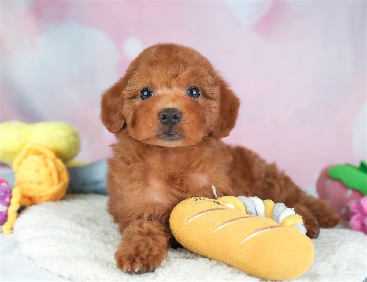 トイ・プードル | 男の子 | レッド | 2026年2月19日（ID:dog-30003069）