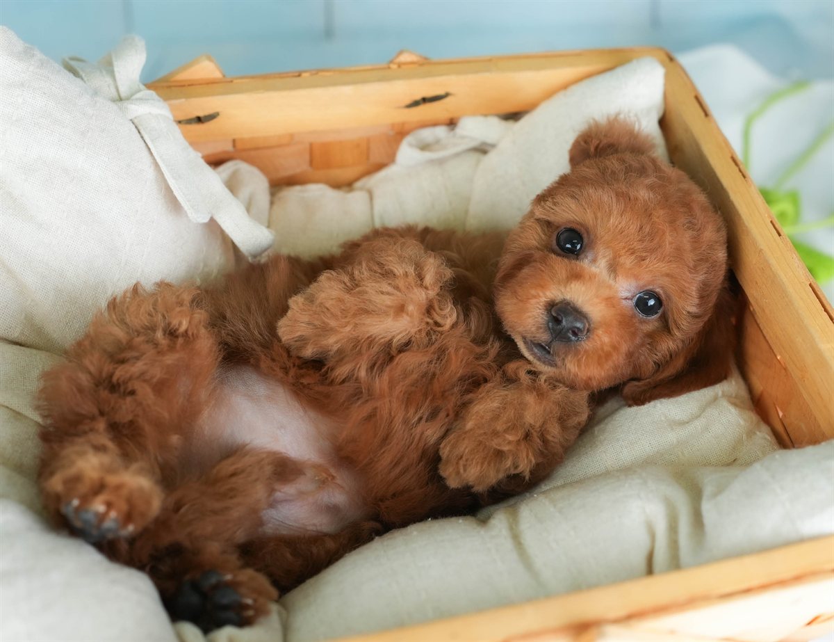 トイ・プードル | 男の子 | レッド | 2026年2月19日（ID:dog-30003069）