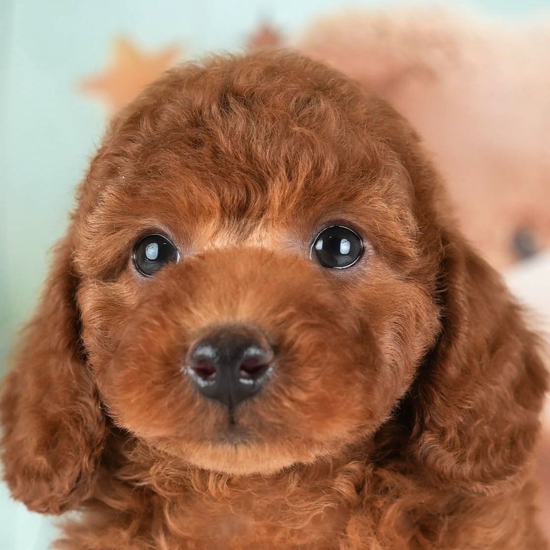 トイ・プードル | 男の子 | レッド | 2026年2月19日（ID:dog-30003070）