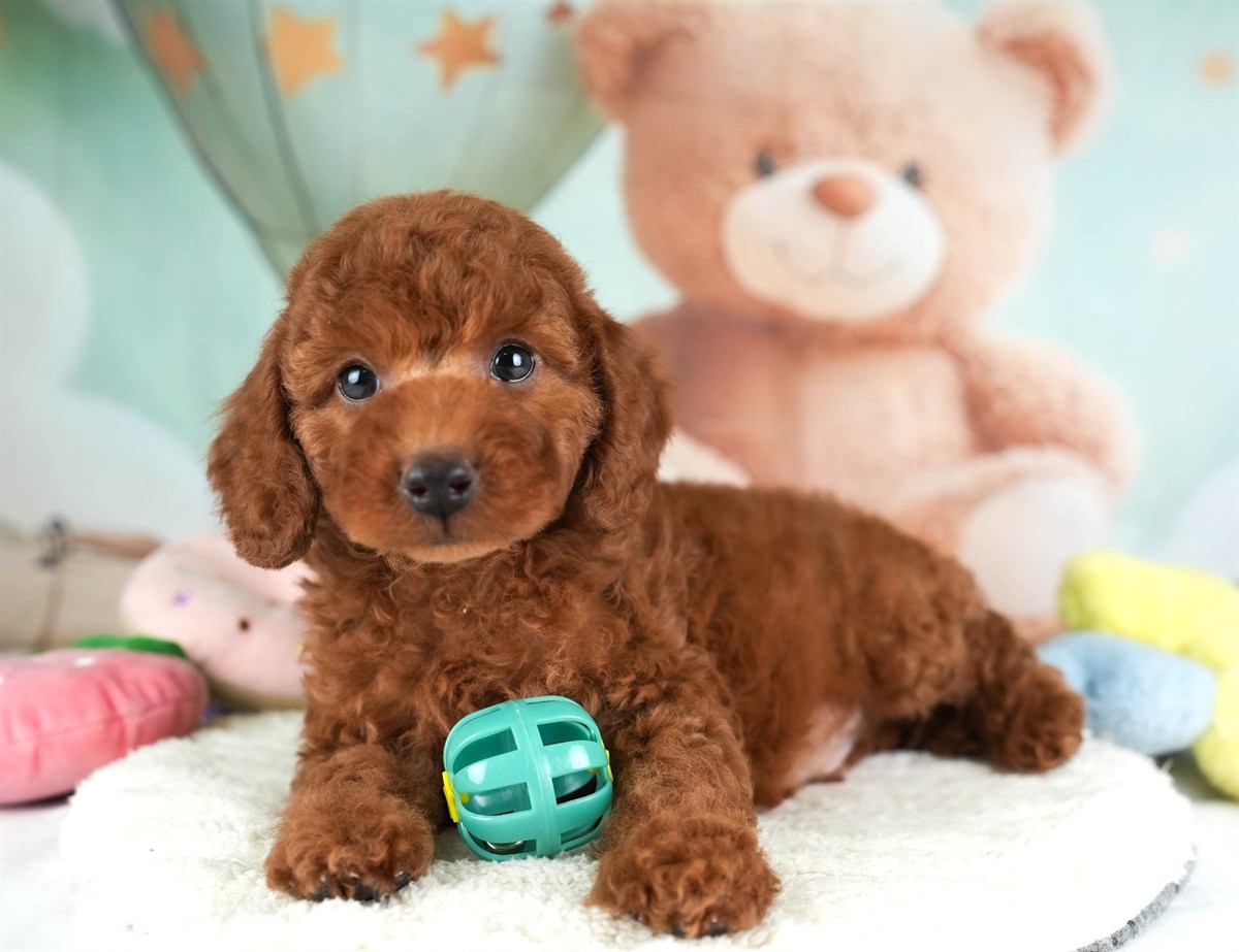 トイ・プードル | 男の子 | レッド | 2026年2月19日（ID:dog-30003070）