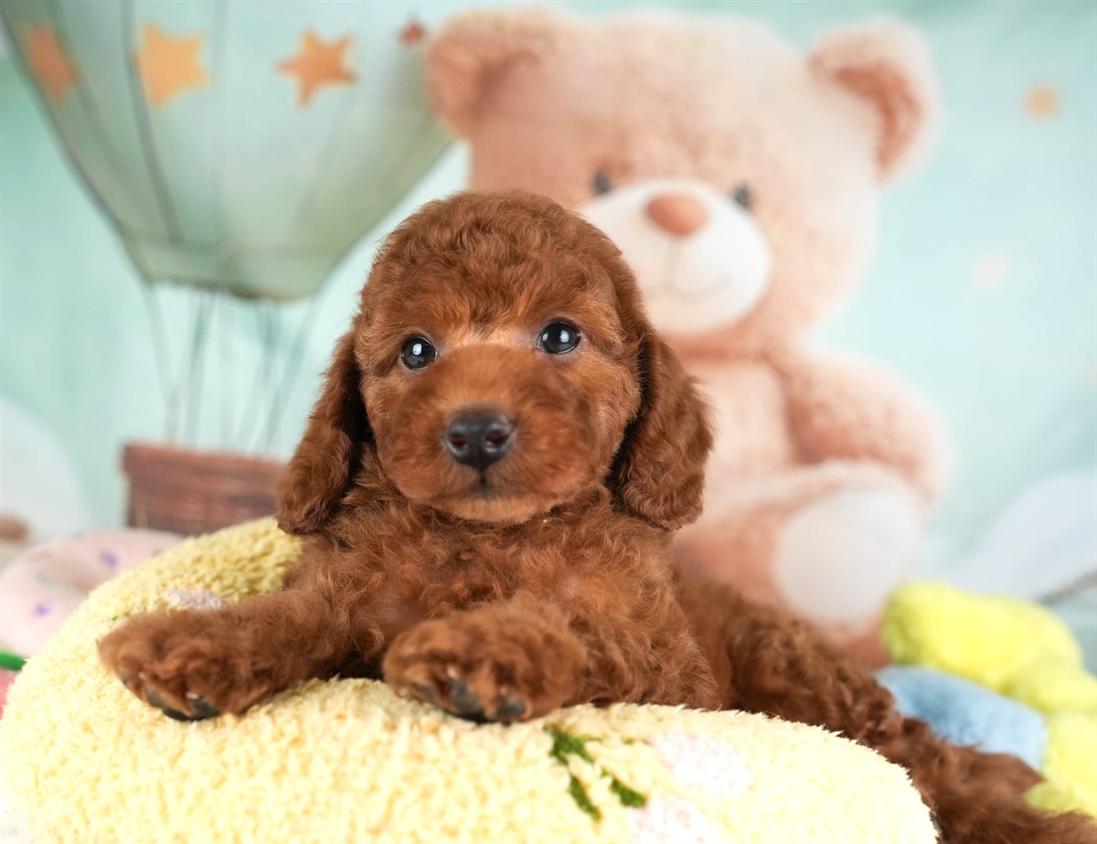 トイ・プードル | 男の子 | レッド | 2026年2月19日（ID:dog-30003070）