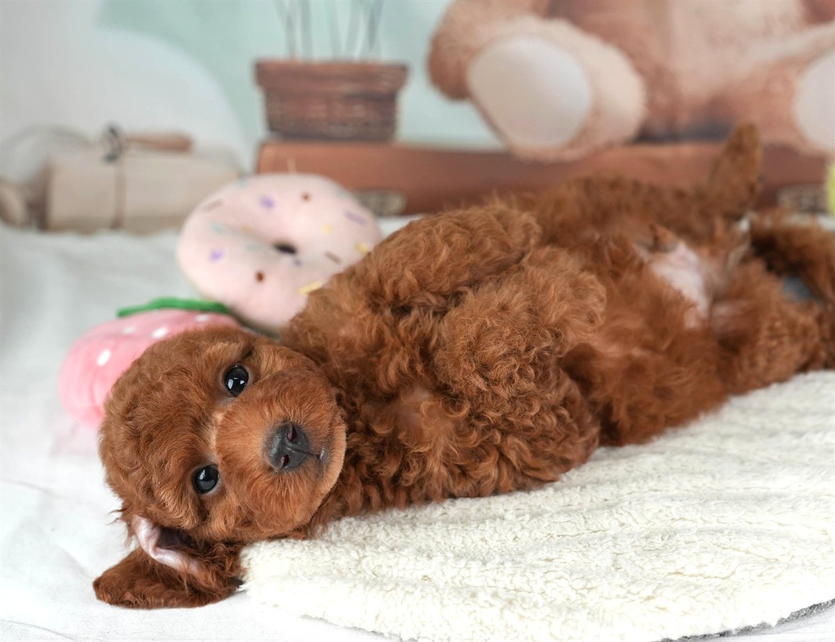 トイ・プードル | 男の子 | レッド | 2026年2月19日（ID:dog-30003070）