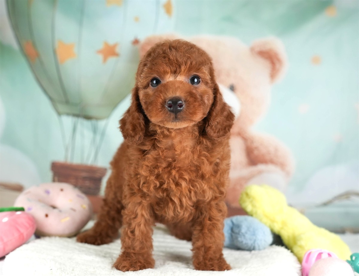 トイ・プードル | 男の子 | レッド | 2026年2月19日（ID:dog-30003070）