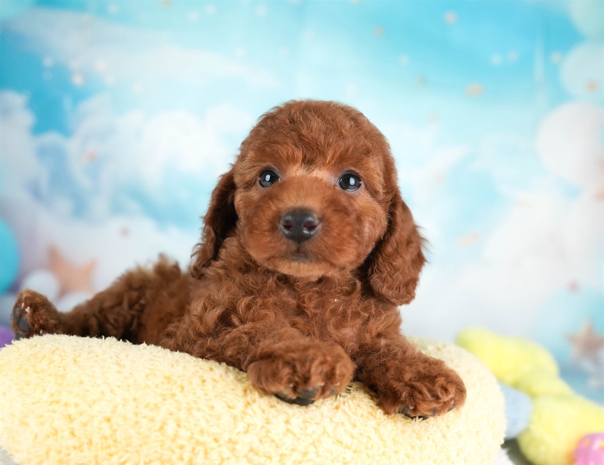 トイ・プードル | 男の子 | レッド | 2026年2月19日（ID:dog-30003070）