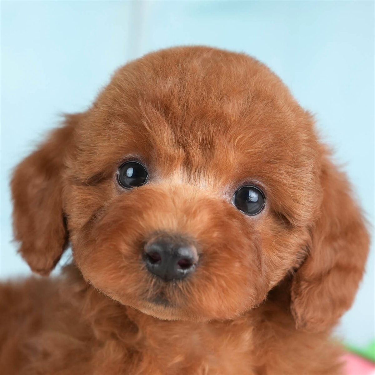 トイ・プードル | 男の子 | レッド | 2026年2月19日（ID:dog-30003071）