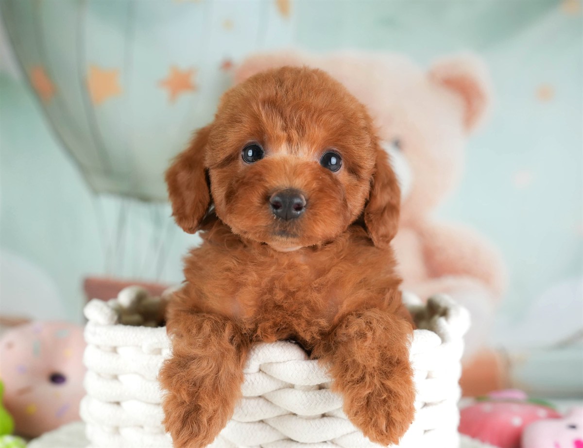 トイ・プードル | 男の子 | レッド | 2026年2月19日（ID:dog-30003071）