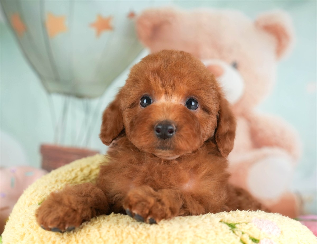 トイ・プードル | 男の子 | レッド | 2026年2月19日（ID:dog-30003071）