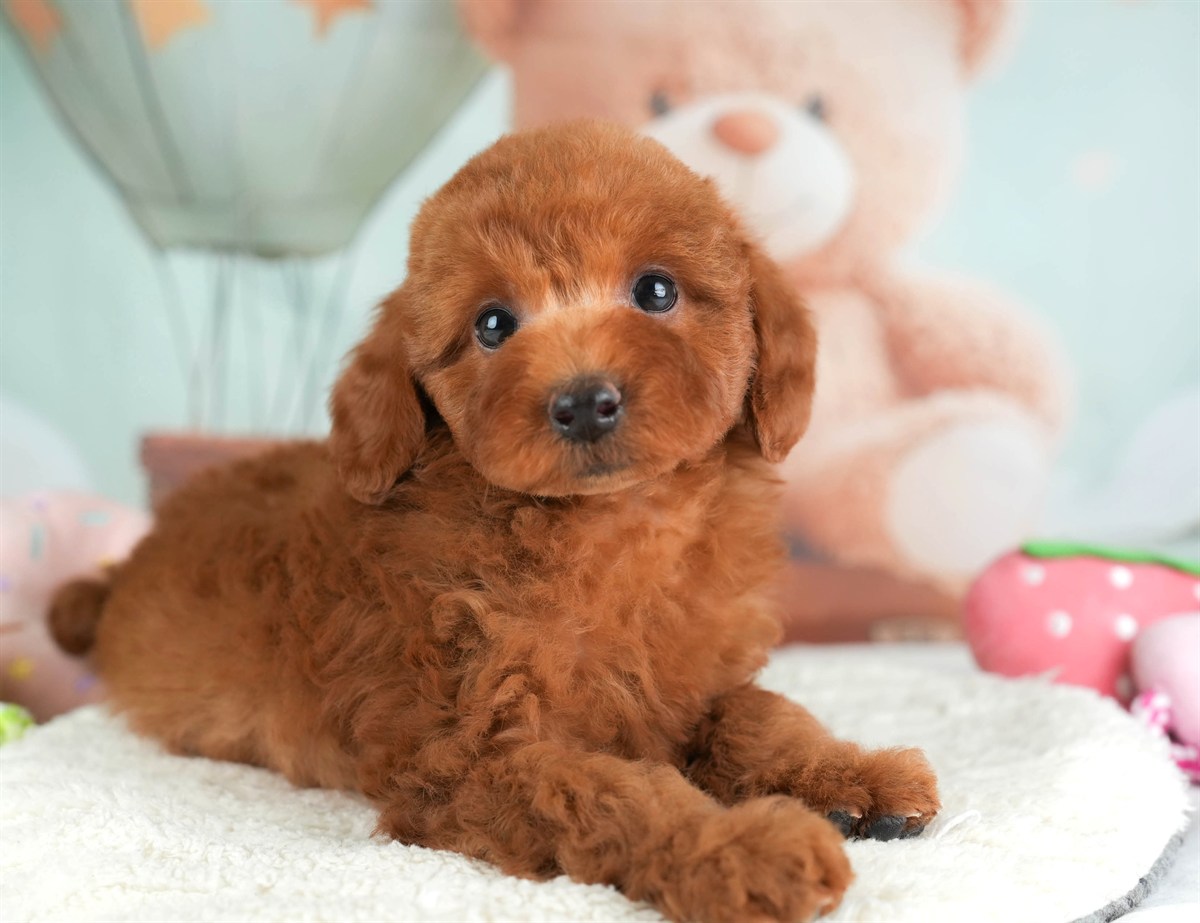 トイ・プードル | 男の子 | レッド | 2026年2月19日（ID:dog-30003071）