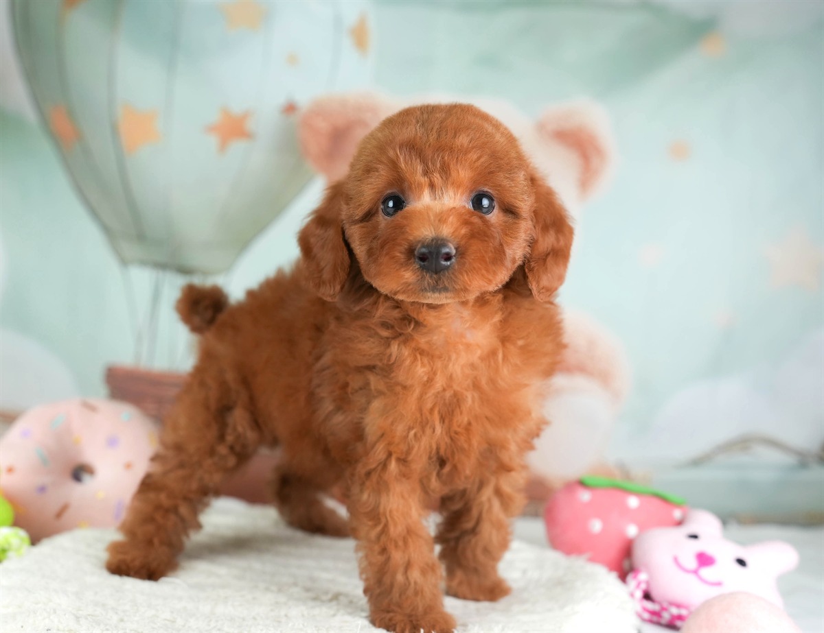 トイ・プードル | 男の子 | レッド | 2026年2月19日（ID:dog-30003071）