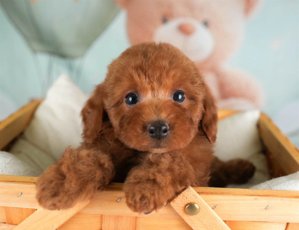 トイ・プードル | 男の子 | レッド | 2026年2月19日（ID:dog-30003071）