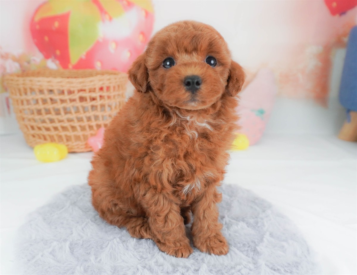 トイ・プードル | 男の子 | レッド | 2026年2月19日（ID:dog-30003073）