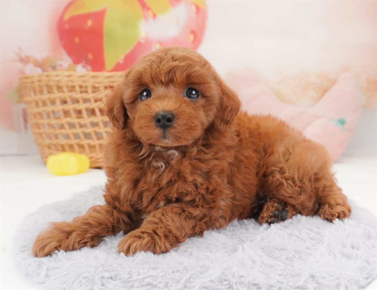 トイ・プードル | 男の子 | レッド | 2026年2月19日（ID:dog-30003073）