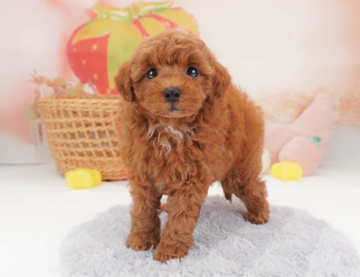 トイ・プードル | 男の子 | レッド | 2026年2月19日（ID:dog-30003073）