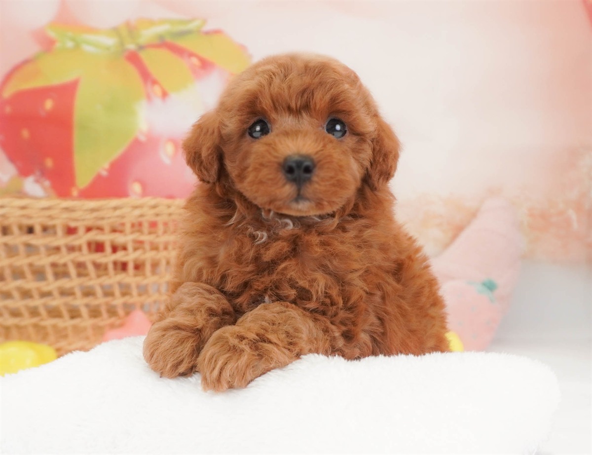 トイ・プードル | 男の子 | レッド | 2026年2月19日（ID:dog-30003073）