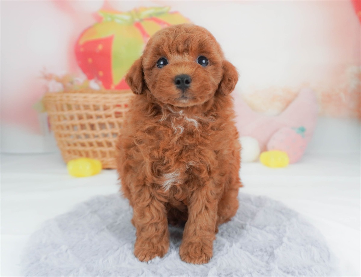 トイ・プードル | 男の子 | レッド | 2026年2月19日（ID:dog-30003073）