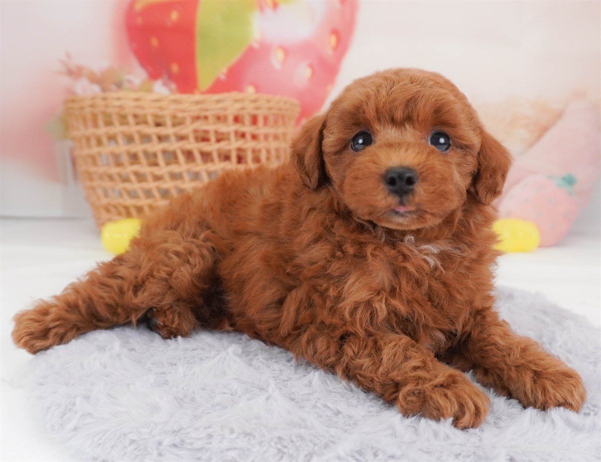 トイ・プードル | 男の子 | レッド | 2026年2月19日（ID:dog-30003073）