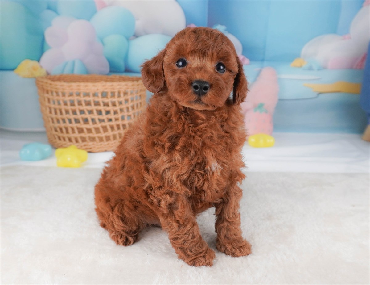 トイ・プードル | 男の子 | レッド | 2026年2月19日（ID:dog-30003074）