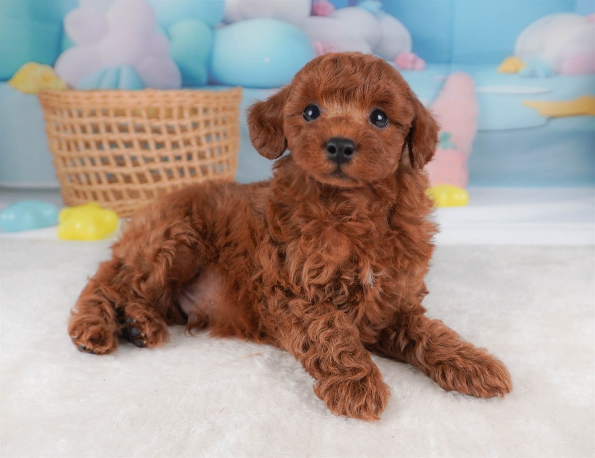 トイ・プードル | 男の子 | レッド | 2026年2月19日（ID:dog-30003074）