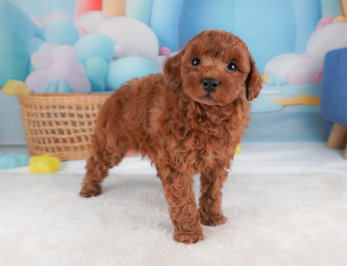 トイ・プードル | 男の子 | レッド | 2026年2月19日（ID:dog-30003074）