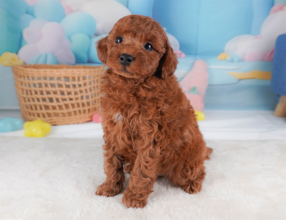 トイ・プードル | 男の子 | レッド | 2026年2月19日（ID:dog-30003074）