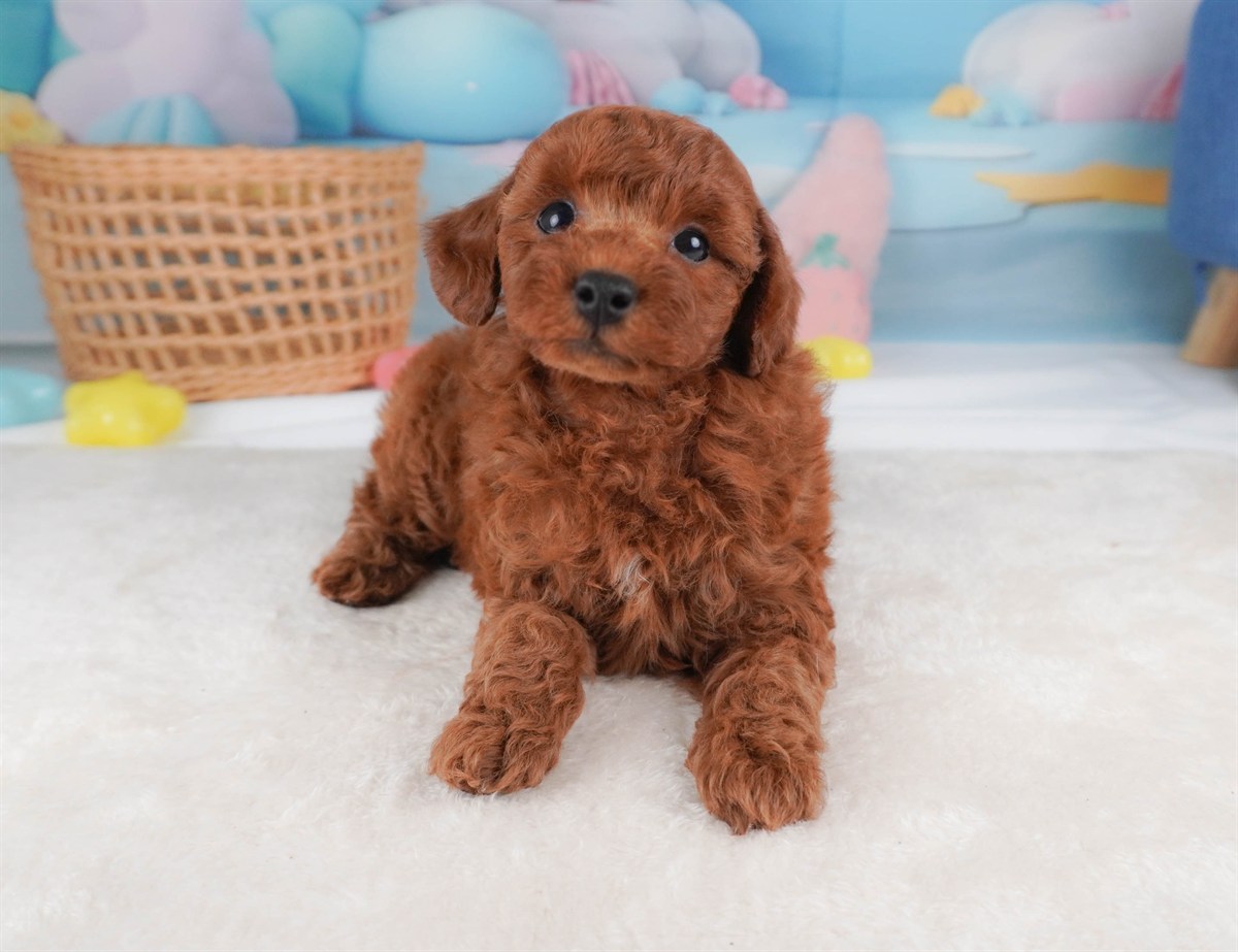 トイ・プードル | 男の子 | レッド | 2026年2月19日（ID:dog-30003074）