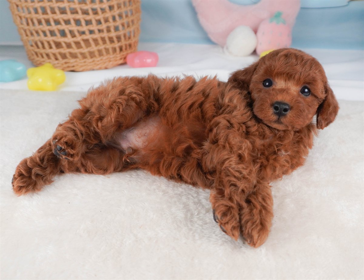 トイ・プードル | 男の子 | レッド | 2026年2月19日（ID:dog-30003074）