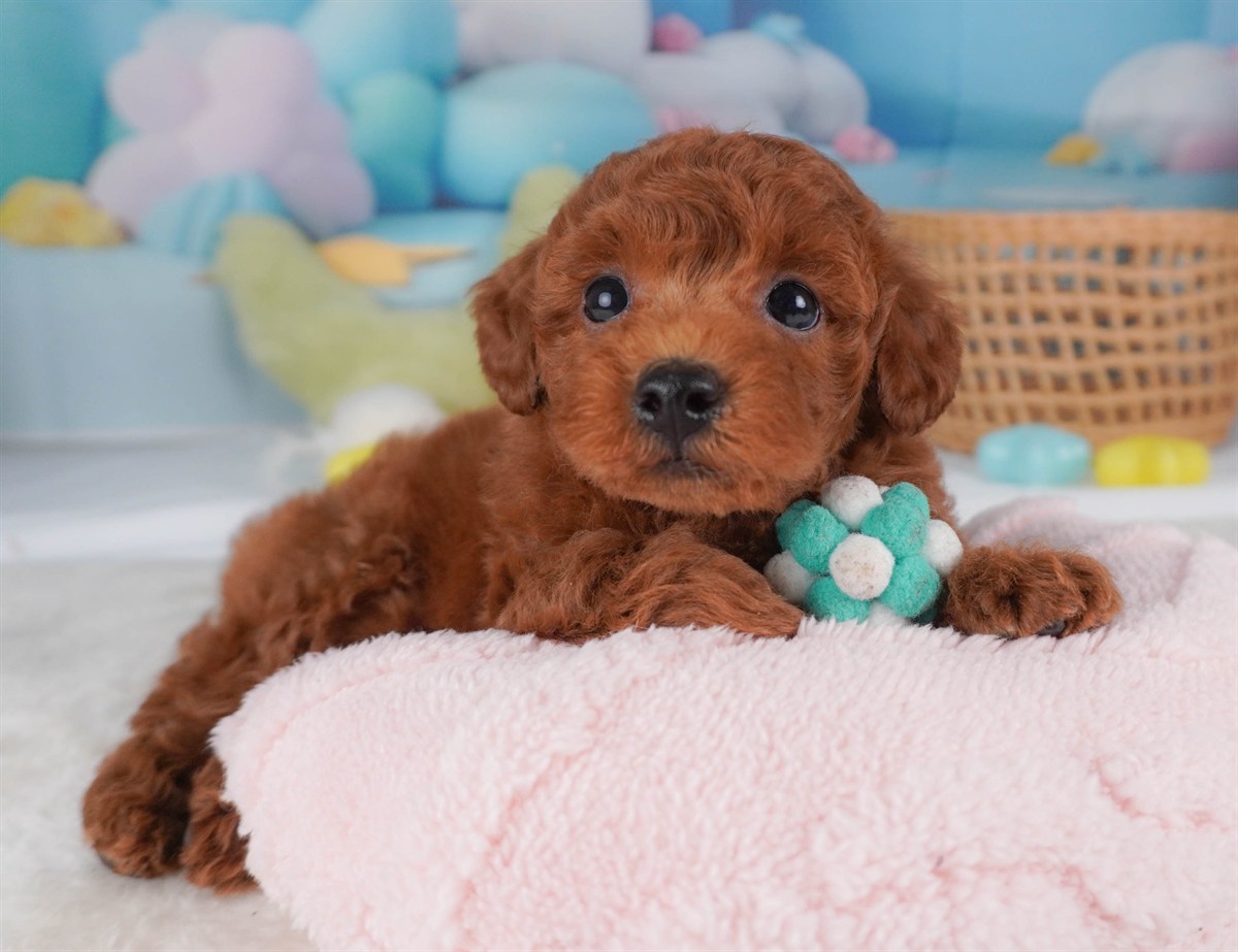 トイ・プードル | 男の子 | レッド | 2026年2月19日（ID:dog-30003075）