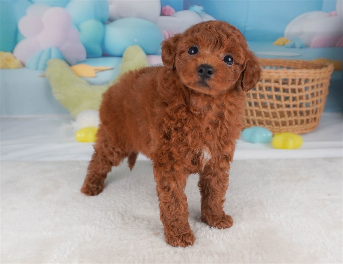 トイ・プードル | 男の子 | レッド | 2026年2月19日（ID:dog-30003075）