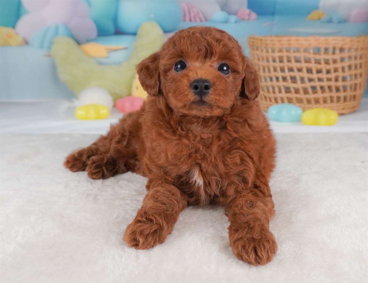 トイ・プードル | 男の子 | レッド | 2026年2月19日（ID:dog-30003075）