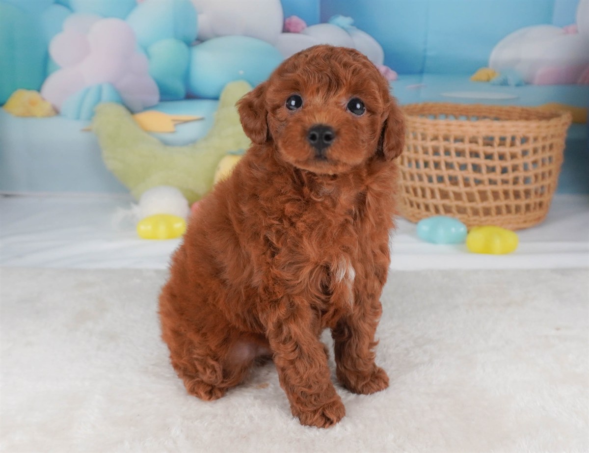 トイ・プードル | 男の子 | レッド | 2026年2月19日（ID:dog-30003075）