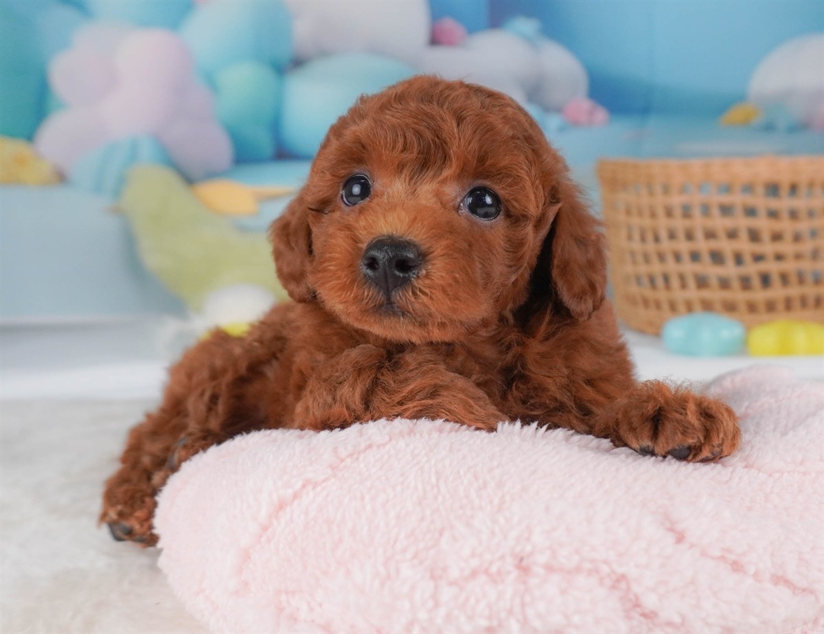 トイ・プードル | 男の子 | レッド | 2026年2月19日（ID:dog-30003075）