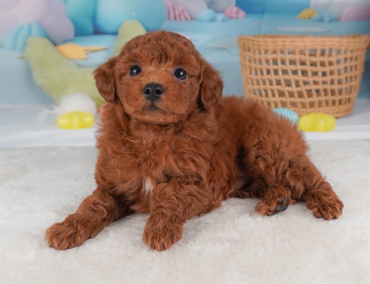 トイ・プードル | 男の子 | レッド | 2026年2月19日（ID:dog-30003075）